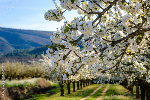 Les cerisiers en fleurs au printemps. Montagne Luberon en arrière plan. Provence, France.	