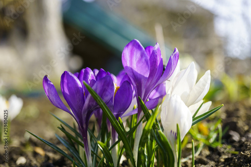 White and purple Crocus flowers