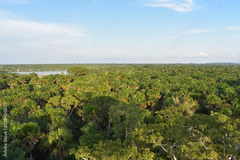 View above the jungle canopy