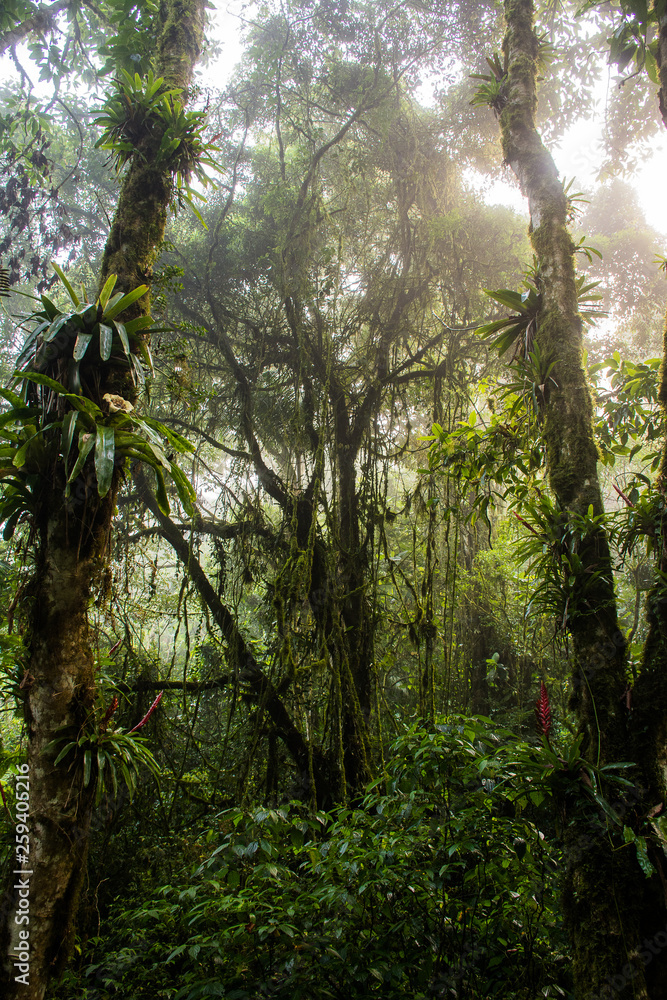 Fototapeta premium Floresta