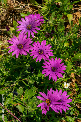 Par-terre de fleurs violettes avec l'herbe verte photo