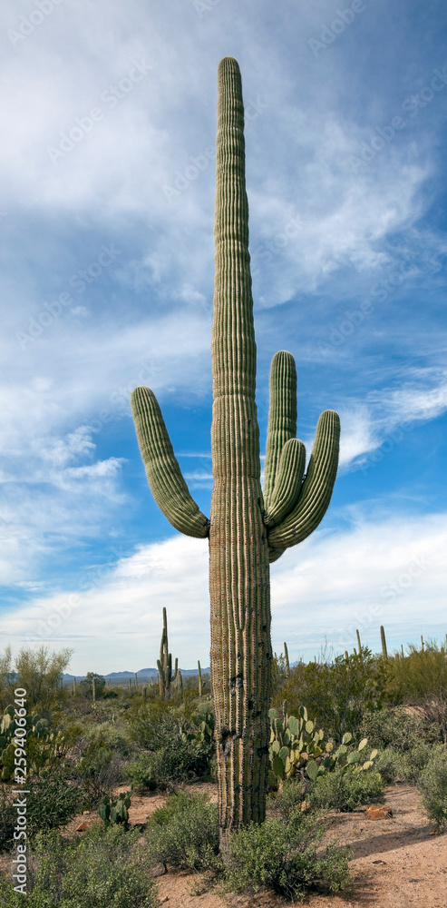 Sentinel saguaro in Arizona desert. Vertical.