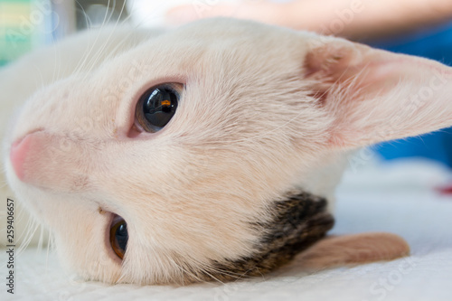 Sedated cat with heterochromia at the veterinary clinic