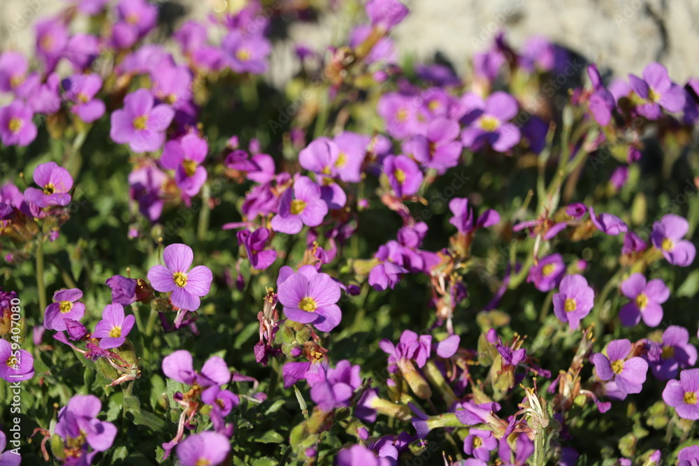 purple aubretia groundcover flower