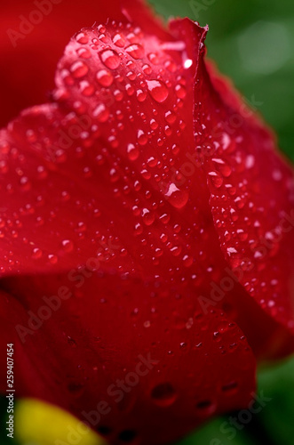 Water droplets on red tulip.