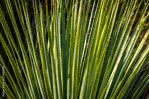 les tiges fines et piquantes d une vari  t   de cactus