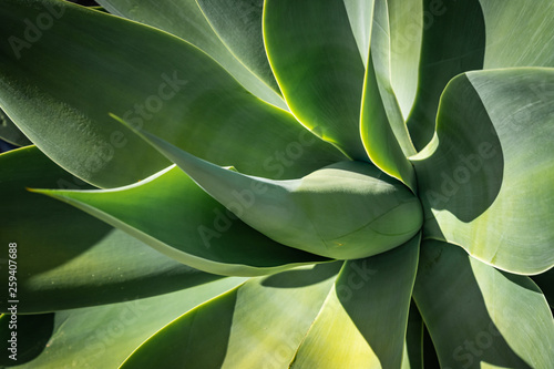 un plante d'agave 