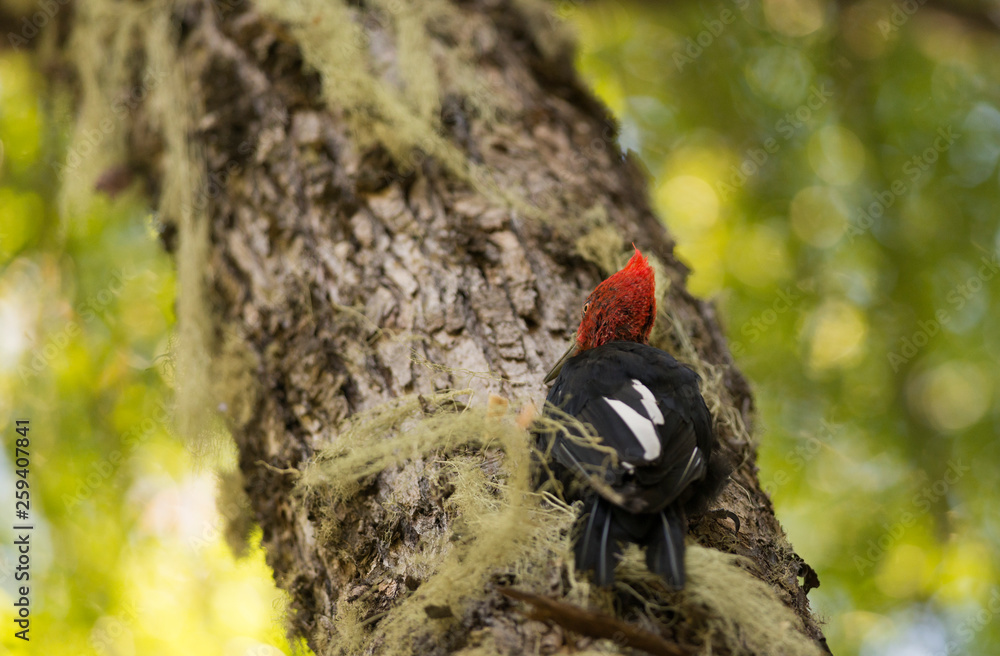 The Magellanic Woodpecker, (Campephilus Magellanicus). Beautiful Birds of Patagonia. The Magellanic Woodpecker, (Campephilus Magellanicus). Beautiful Birds of Patagonia.