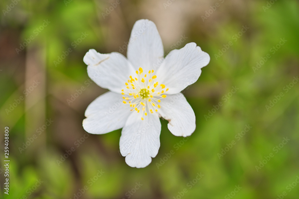 Frühlingsblumen Frühlingsblumen