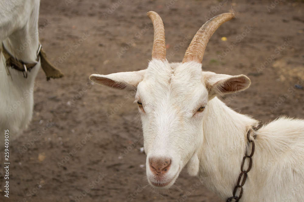 goats on the farm. farming in the country. goat gives milk. goats on the farm. farming in the country. goat gives milk.