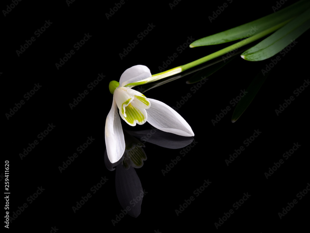 snowdrops on a black background snowdrops on a black background