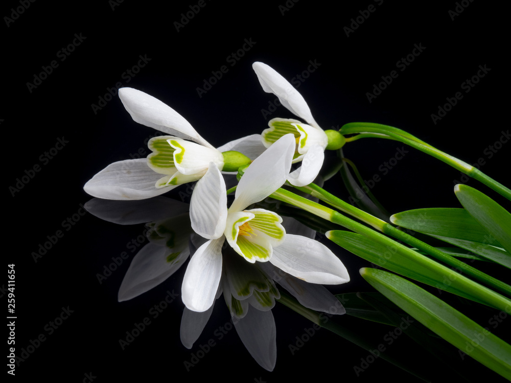 Fototapeta premium snowdrops on a black background