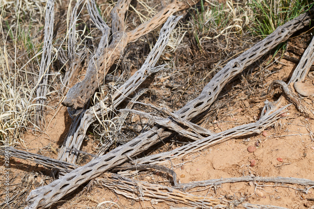 Fototapeta premium Southwest