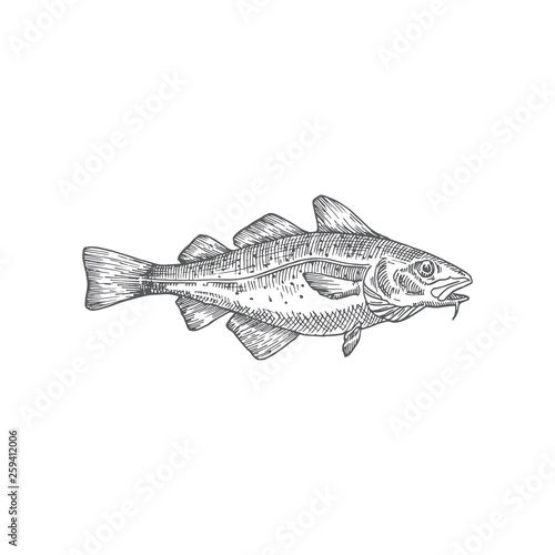 Cod or Codfish Hand Drawn Vector Illustration. Abstract Fish Sketch. Engraving Style Drawing.