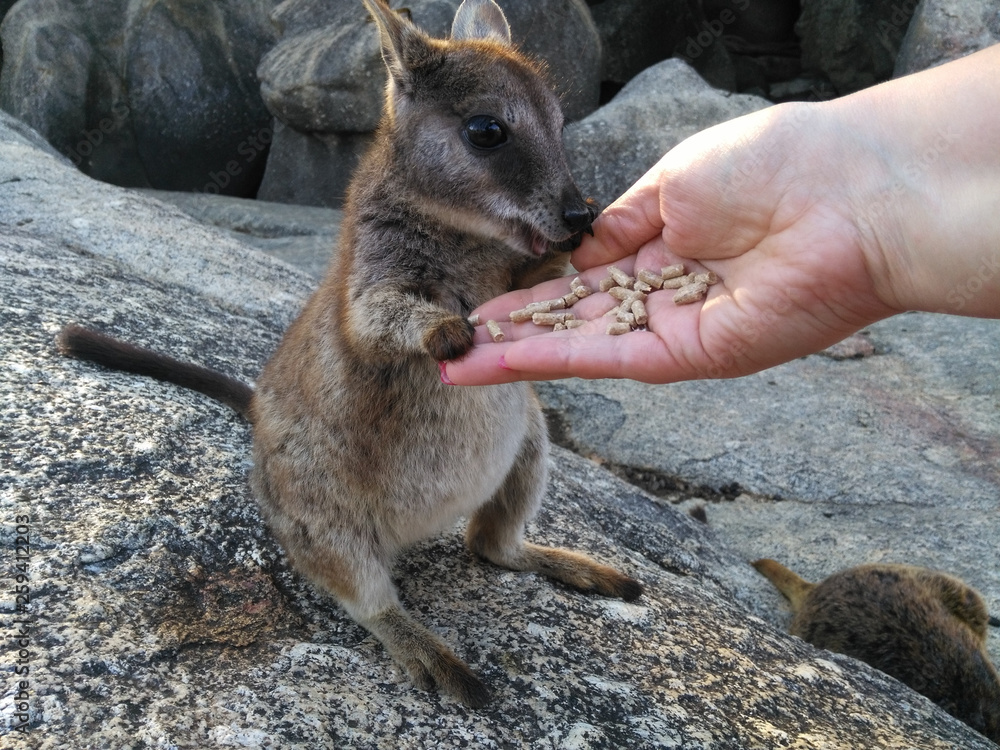 Naklejka premium Kleine Kängurus (Wallabys) im Granite Gorge Nature Park in Queensland Australien