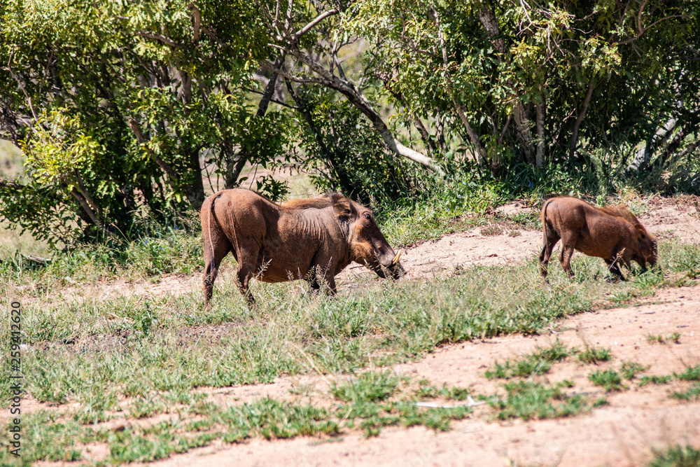 common warthog in Kruger National park, South Africa ; Specie Phacochoerus africanus family of Suidae common warthog in Kruger National park, South Africa ; Specie Phacochoerus africanus family of Suidae