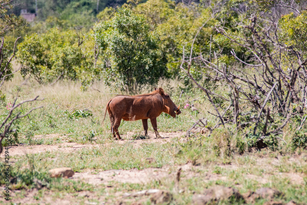 common warthog in Kruger National park, South Africa ; Specie Phacochoerus africanus family of Suidae