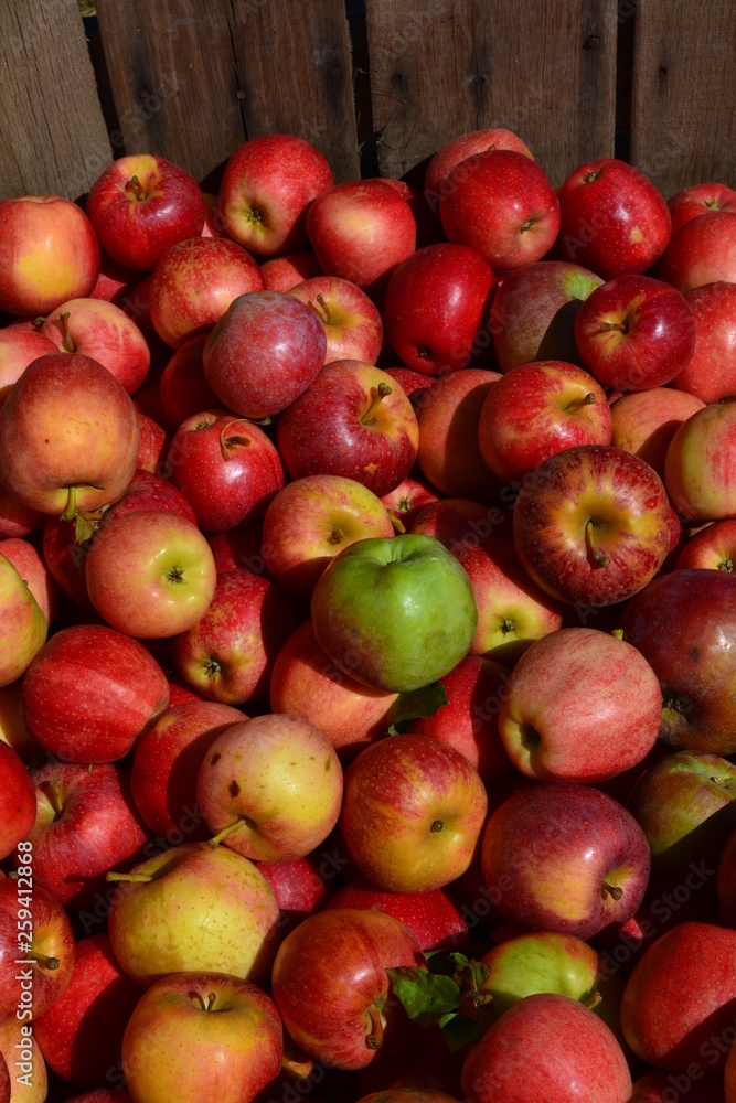 red apples in the market red apples in the market