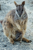 Kleine Kängurus (Wallabys) im Granite Gorge Nature Park in Queensland Australien