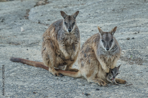 Kleine Kängurus (Wallabys) im Granite Gorge Nature Park in Queensland Australien © Michael