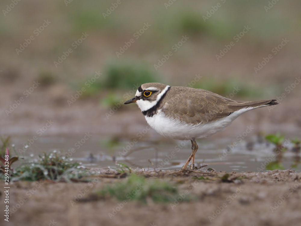 Little-ringed plover, Charadrius dubius Little-ringed plover, Charadrius dubius