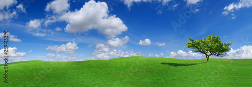 Idyll  panoramic landscape  lonely tree among green fields