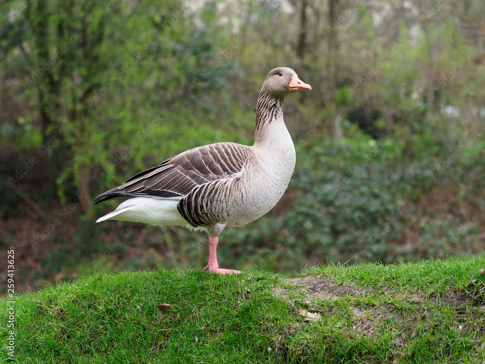 Greylag goose, Anser anser