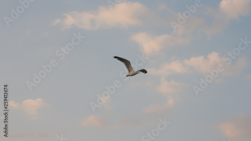 Seagull flying against blue sky.