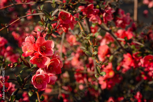 Bright spring red and pink blooming flowers on the shrub, delicate, young and colorful flowers bloom on the branches of bush on a sunny day
