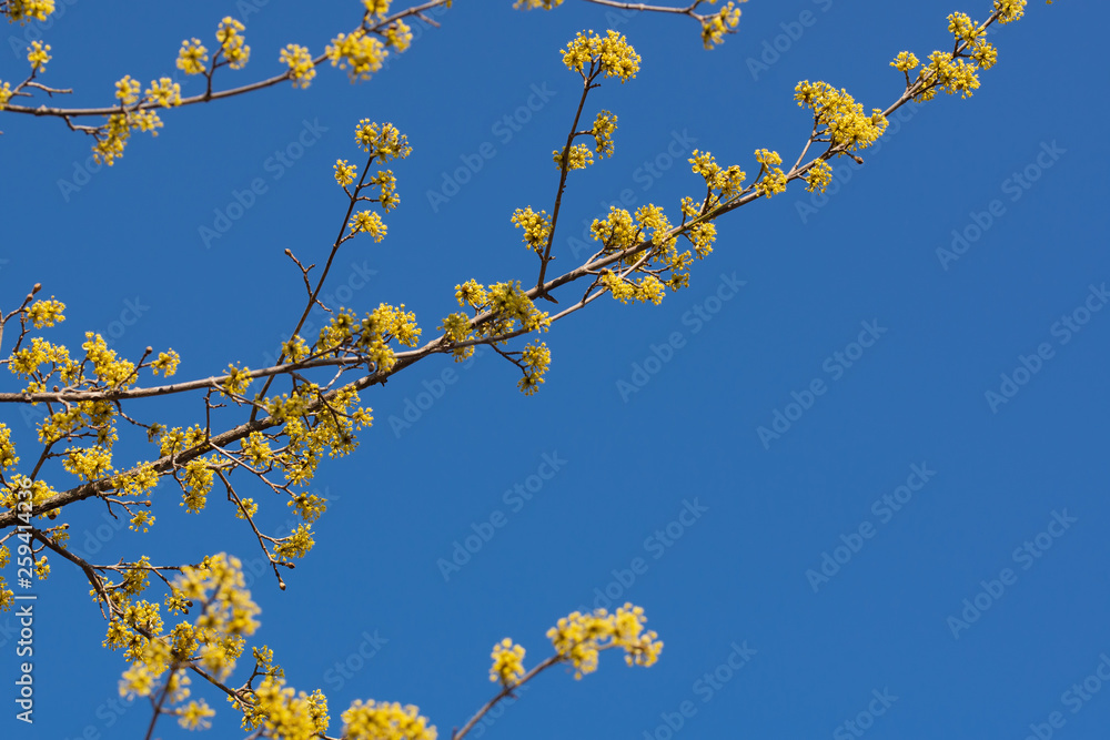 Yellow flowers on tree branches with blue sky background Yellow flowers on tree branches with blue sky background