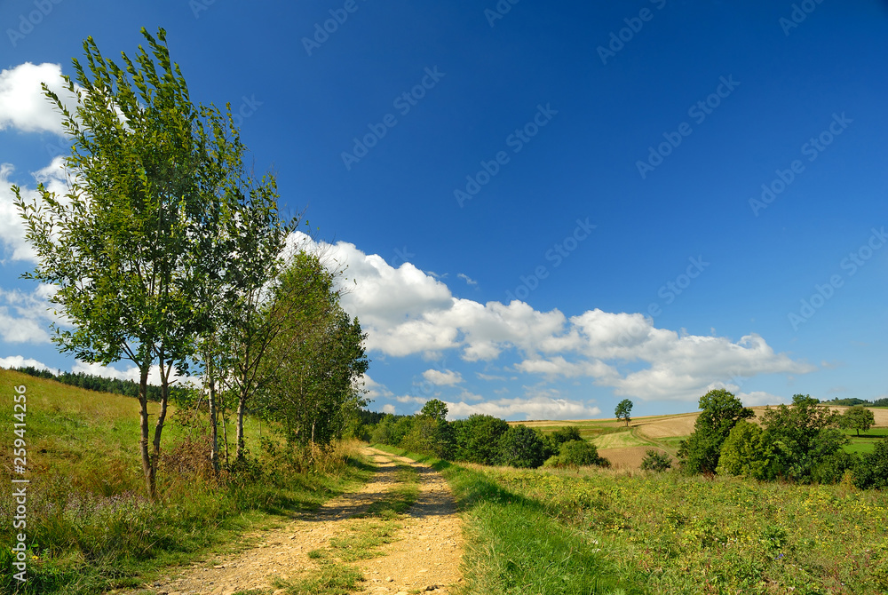 Trees next to a rural road running among green fields
