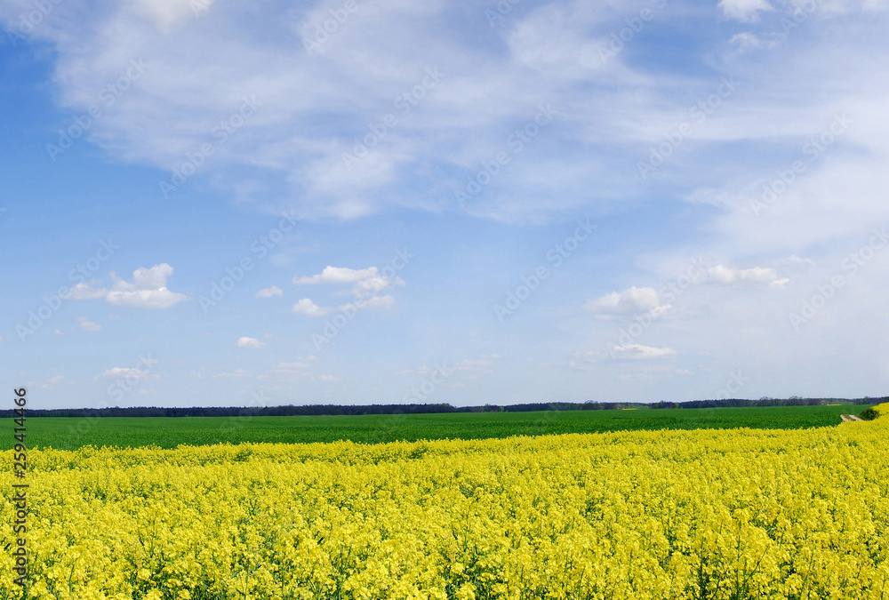 Idyllic landscape, yellow colza fields under the blue sky and white clouds