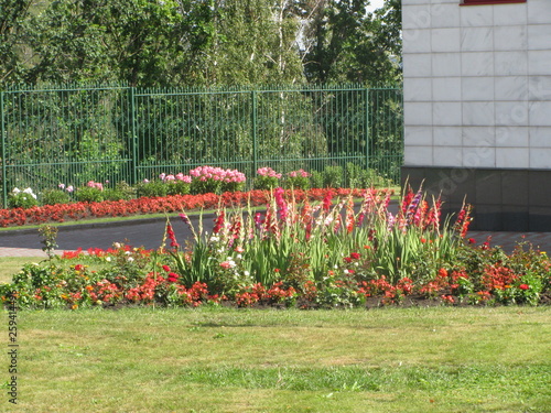 flowers in the garden