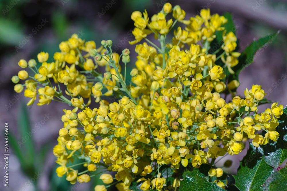 Closeup yellow flower Hollywood Mahonia (Mahonia aquifolium) on a background of green leaves in garden. View to blooming flowers in the Summertime. Closeup yellow flower Hollywood Mahonia (Mahonia aquifolium) on a background of green leaves in garden. View to blooming flowers in the Summertime.