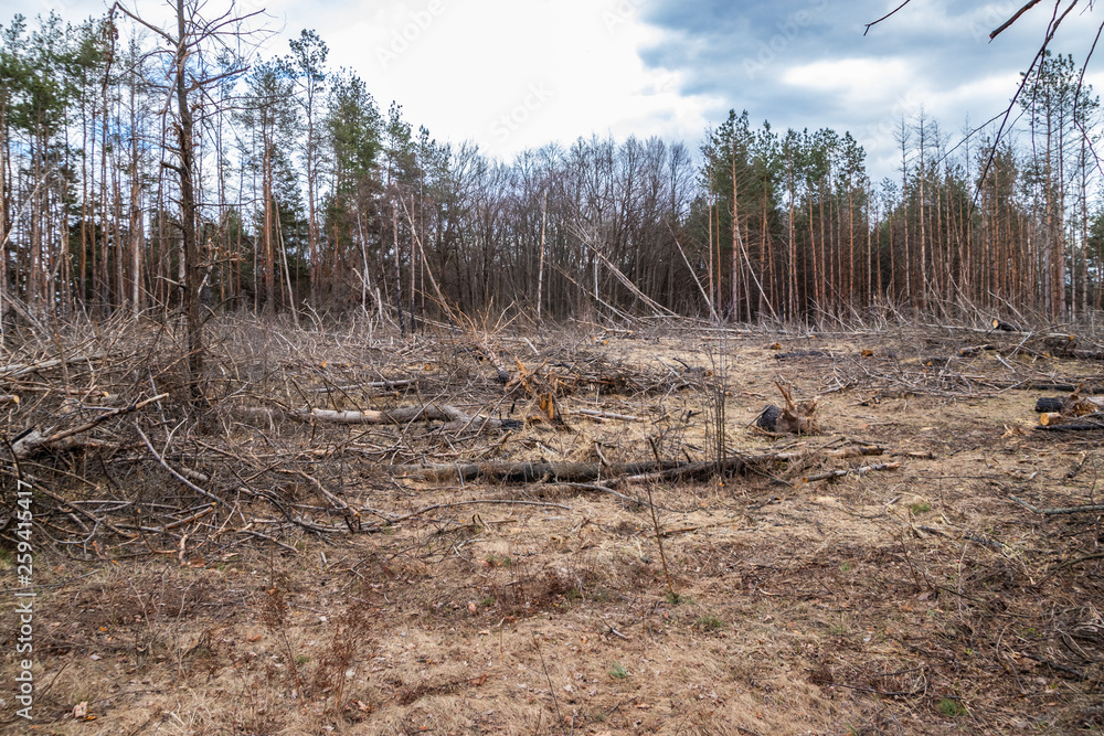 Pine forest after a fire, disaster, fire burned trees