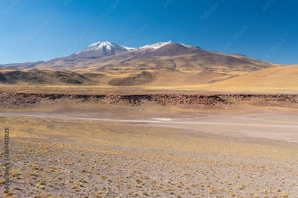 The amazing landscape views at Atacama Desert altiplano, at more than 4,000 masl is an impressive scenery of the desert going to an infinite horizon. Meadows full of grass going to the infinity. Chile