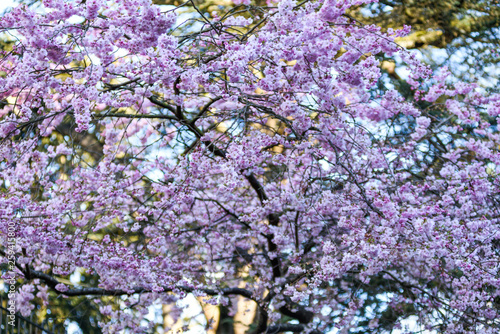 Cherry Tree Blossom.