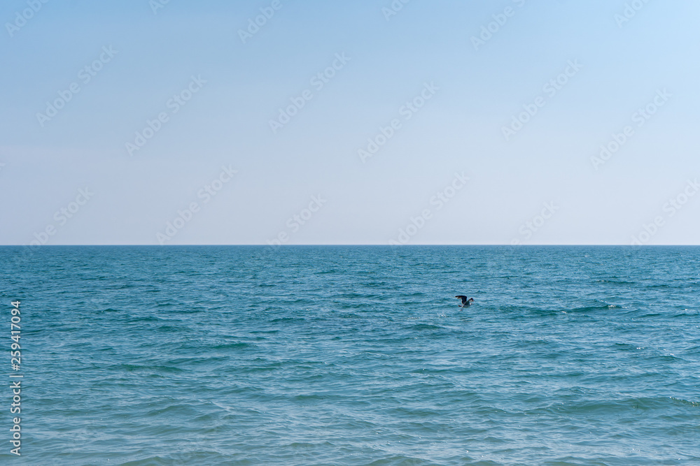 Goose flying over blue sea water against a cloudless sky on a sunny day