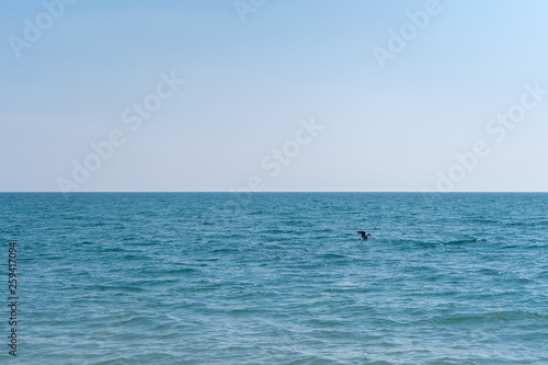Goose flying over blue sea water against a cloudless sky on a sunny day © MoonfliesPhoto