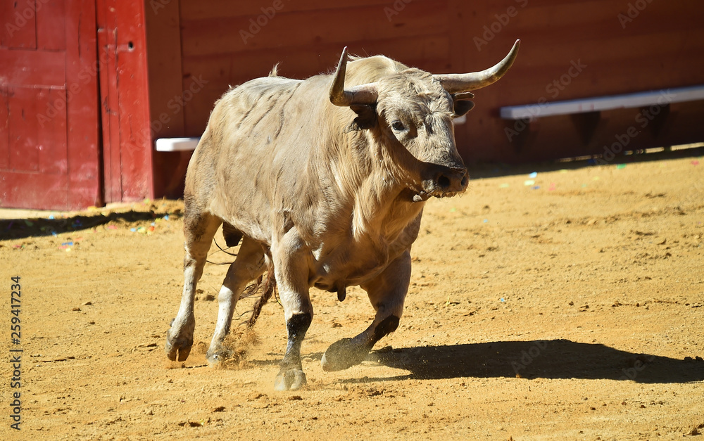 bull in spain