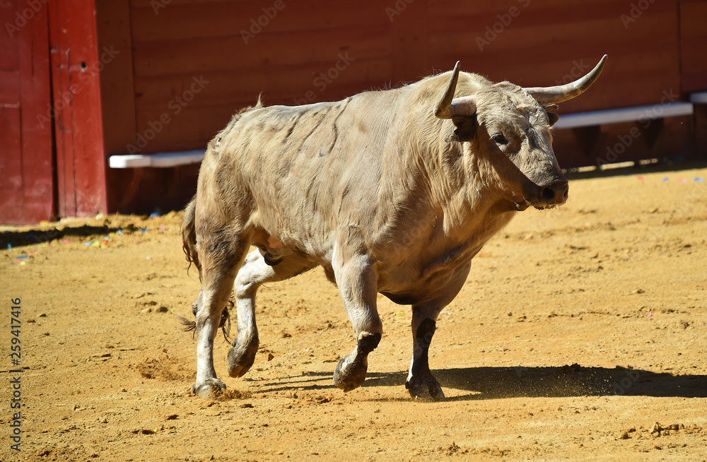 toro bravo en plaza de toros de españa toro bravo en plaza de toros de españa