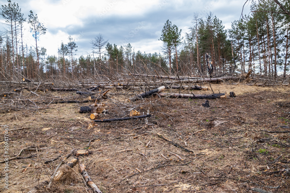Fototapeta premium Pine forest after a fire, disaster, fire burned trees