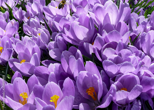 Beautiful photo from a close distance of crocuses (Saffron) blooming in spring. The picture is suitable for postcards for holiday greetings (March 8,Febr. 14, birthday) and for the desktop background