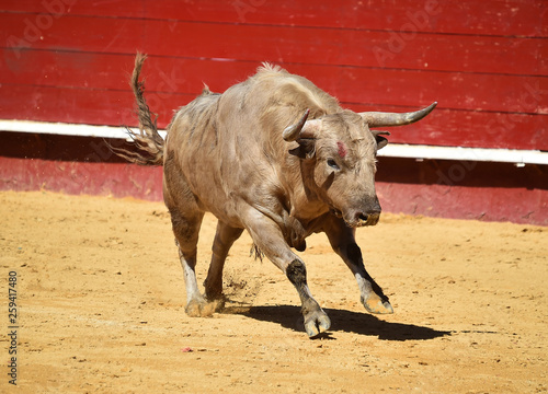 toro bravo en plaza de toros de españa
