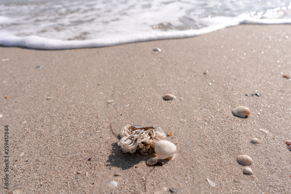 Dead crab on the sea sand and shell beach, which brought a wave Dead crab on the sea sand and shell beach, which brought a wave