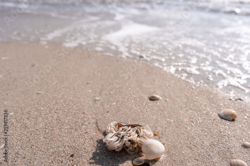 Close-up. Dead crab on the sea sand and shell beach, which brought a wave © MoonfliesPhoto