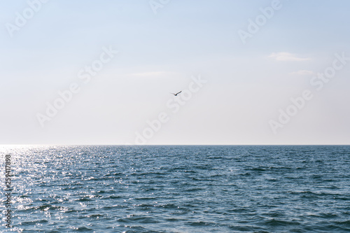 A bird flying over blue sea water against a cloudless sky on a sunny day
