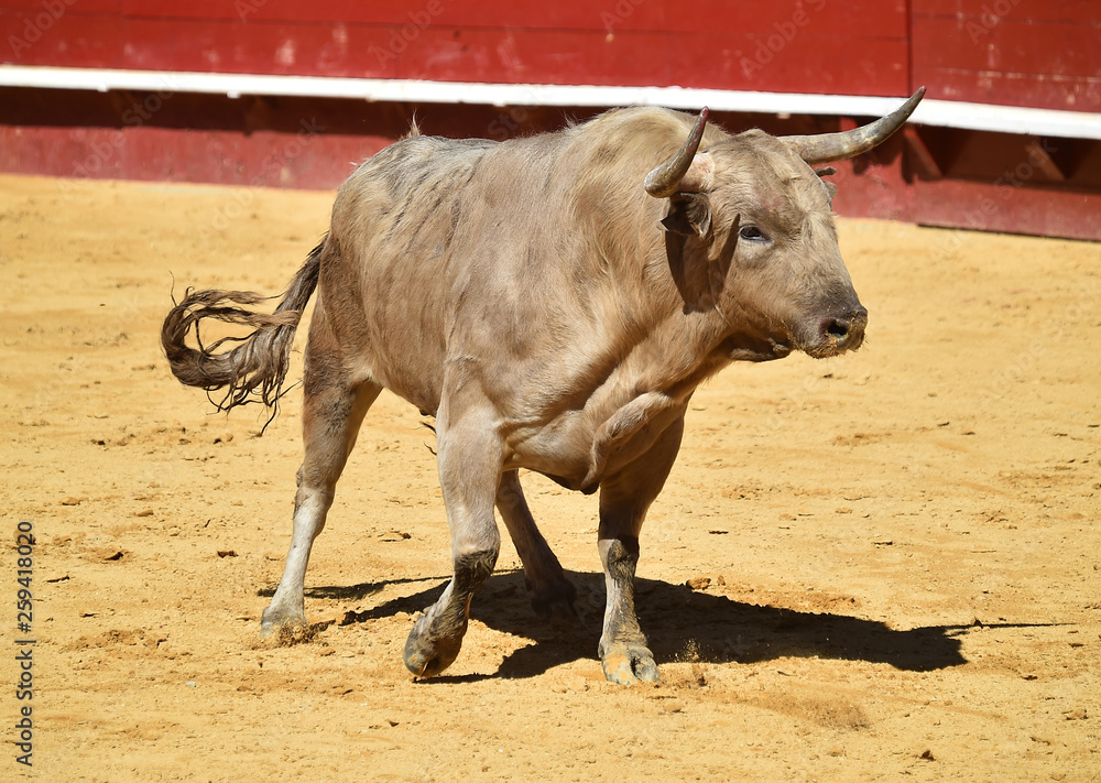 toro con grandes cuernos en españa toro con grandes cuernos en españa