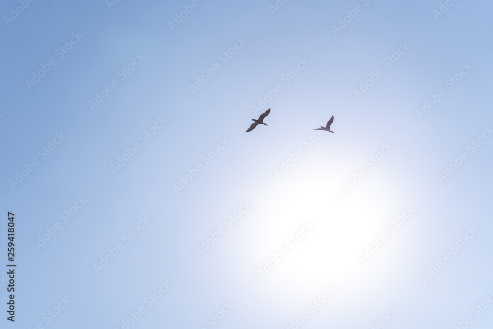 Birds flying to the bright sun in the cloudless blue sky