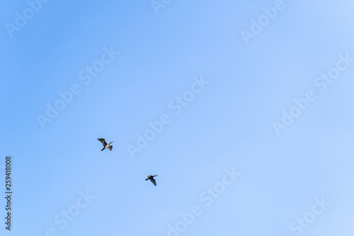 A pair of birds flying in the blue sky in summer